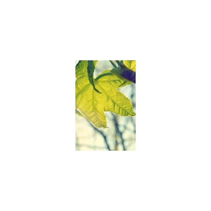 Simple Product 17819 Simple Product 17819