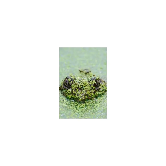 Simple Product 6534
