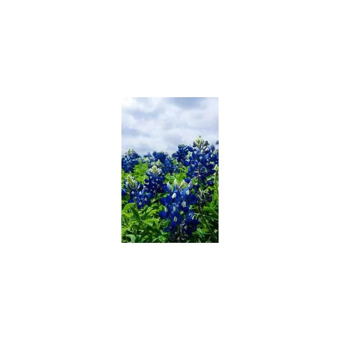 Simple Product 30