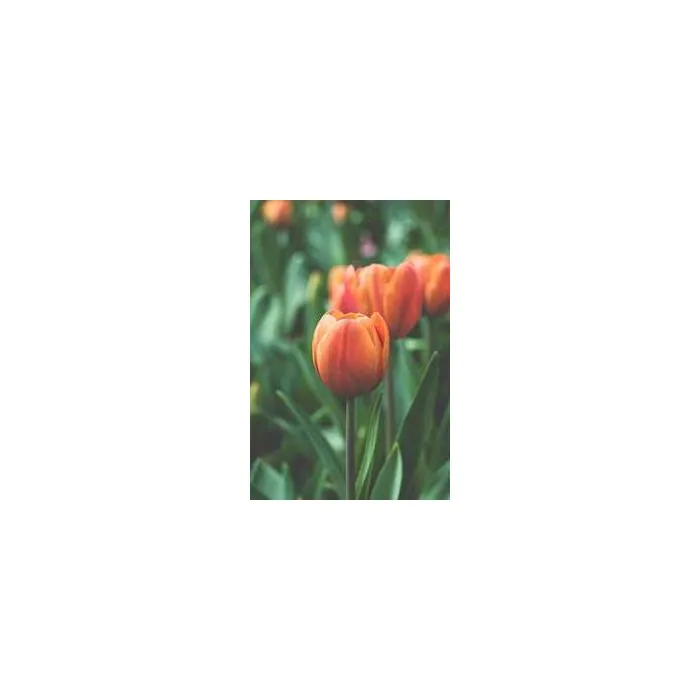 Simple Product 4067