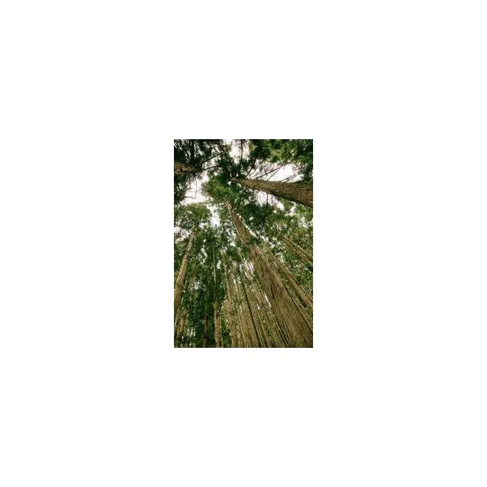 Simple Product 3885