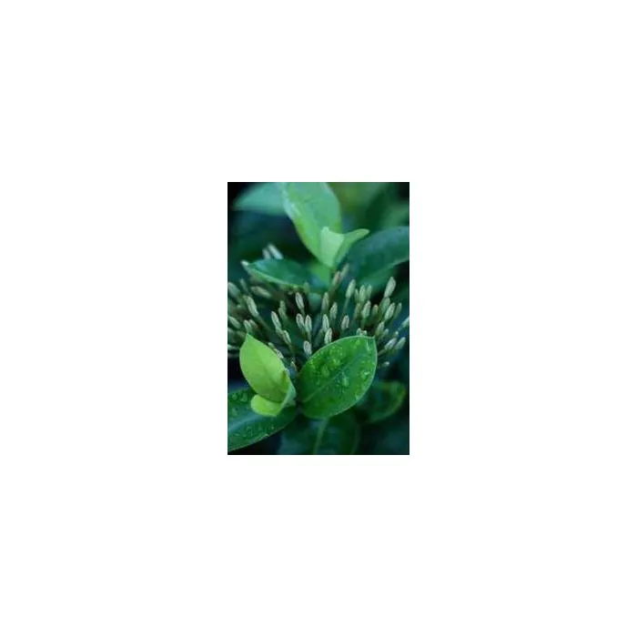 Simple Product 13403