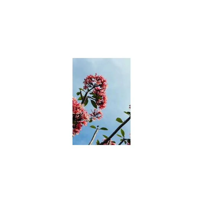 Simple Product 6591
