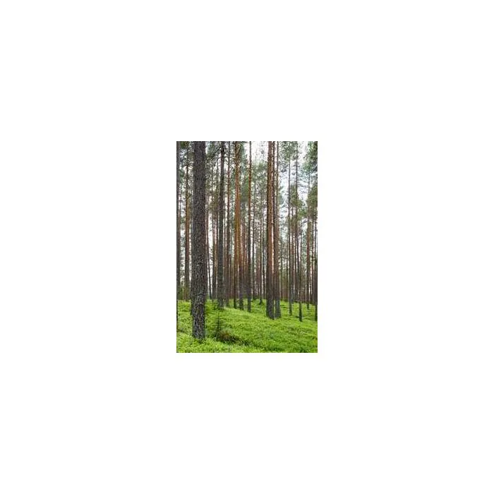 Simple Product 11383
