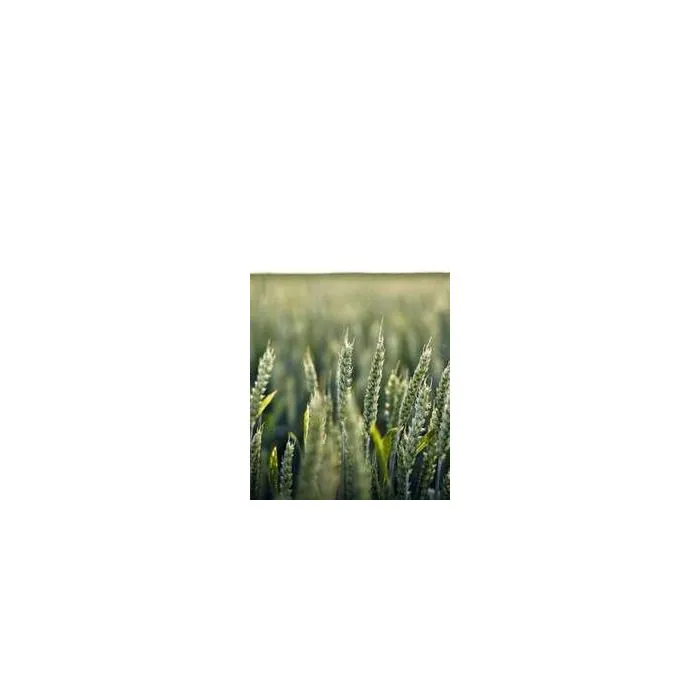 Simple Product 6593