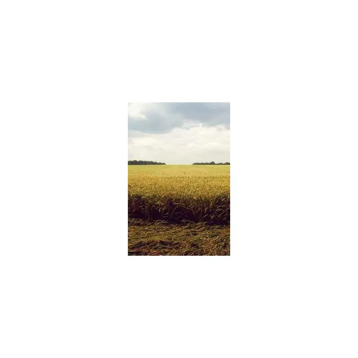 Simple Product 15230