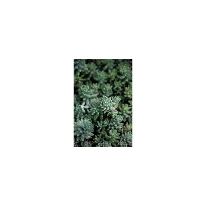 Simple Product 3540