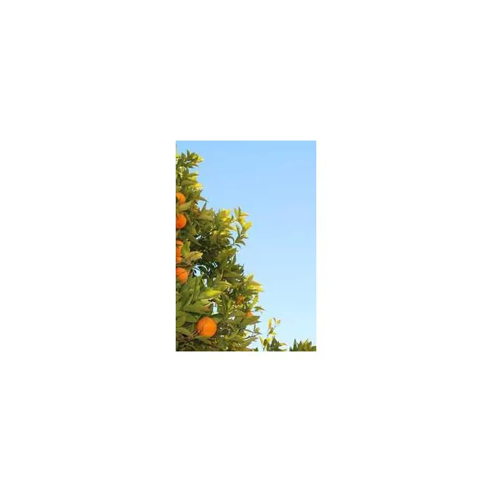 Simple Product 11383