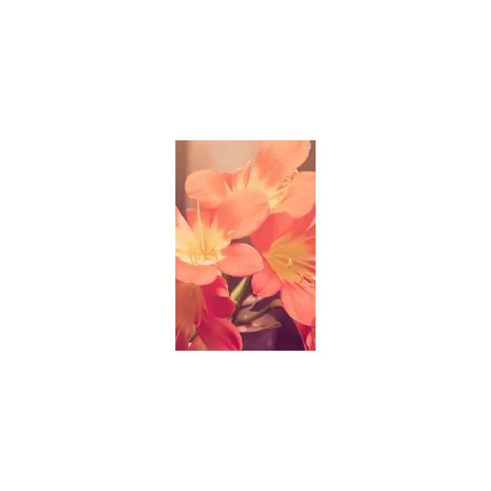 Simple Product 6269