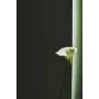 Simple Product 3444
